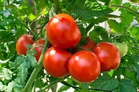 Tomato Vegetable Seeds for Planting – Deep Red Hybrid Variety heirloom & Non-GMO Seeds